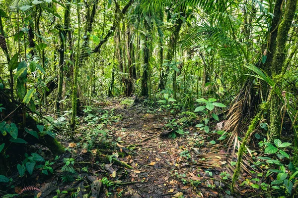 Ecuador Rainforest Green Nature Hiking Trail Path Tropical Jungle Mindo — Stock Photo, Image