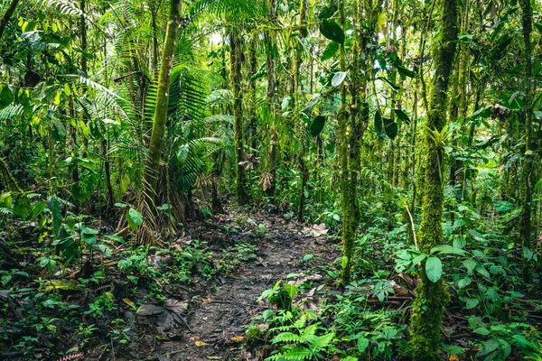 Ecuadors Regenwald Grüner Naturwanderweg Tropischen Dschungel Mindo Valley Nambillo Nebelwald — Stockfoto