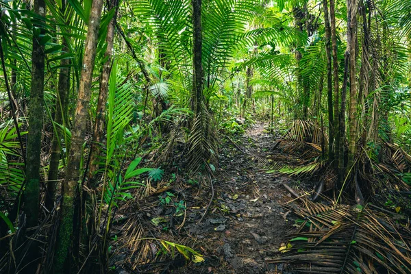 Ekvador yağmur ormanları. Tropikal ormanda yeşil doğa yürüyüş yolu. Mindo Vadisi - Nambillo Bulut Ormanı, Ekvador, And Dağları. Güney Amerika.