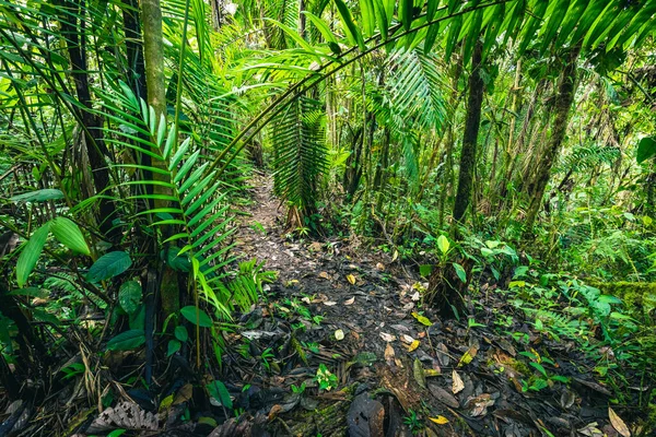 Ecuador Regnskog Grön Natur Vandringsled Tropisk Djungel Mindo Valley Nambillo — Stockfoto