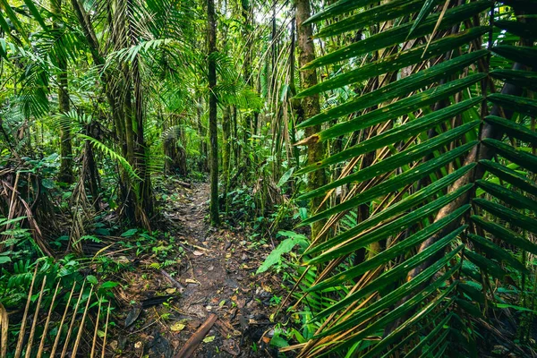 Floresta Tropical Equador Caminho Trilha Verde Natureza Caminhadas Selva Tropical — Fotografia de Stock