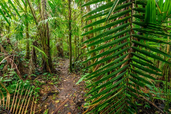 厄瓜多尔雨林 热带丛林中的绿色自然远足小径 明多山谷 南米洛云雾森林 厄瓜多尔 安第斯山脉 — 图库照片