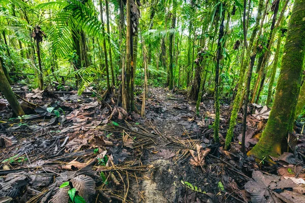 Ecuadors Regenwald Grüner Naturwanderweg Tropischen Dschungel Mindo Valley Nambillo Nebelwald — Stockfoto