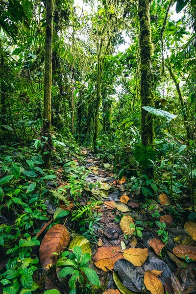 Еквадорський Тропічний Ліс Зелена Природа Йде Стежкою Тропічних Джунглях Долина — стокове фото