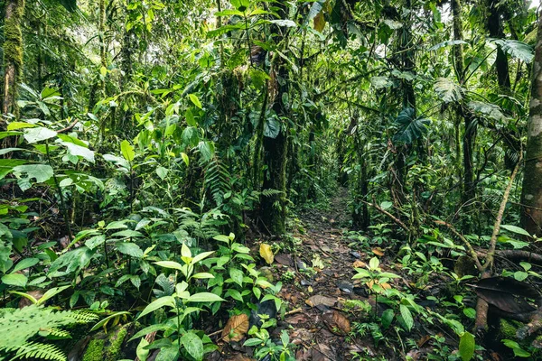 Ekvador yağmur ormanları. Tropikal ormanda yeşil doğa yürüyüş yolu. Mindo Vadisi - Nambillo Bulut Ormanı, Ekvador, And Dağları. Güney Amerika.