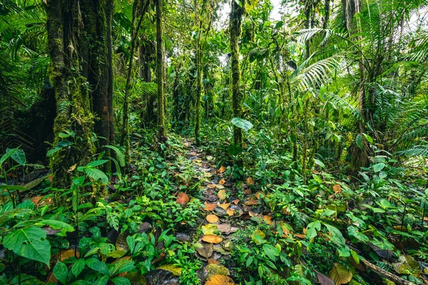 Еквадорський Тропічний Ліс Зелена Природа Йде Стежкою Тропічних Джунглях Долина — стокове фото