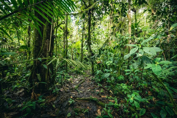 Ekvador Yağmur Ormanları Tropikal Ormanda Yeşil Doğa Yürüyüş Yolu Mindo — Stok fotoğraf
