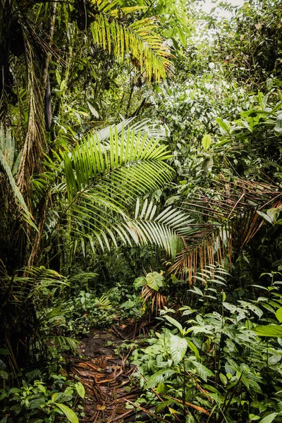 Ekvador Yağmur Ormanları Tropikal Ormanda Yeşil Doğa Yürüyüş Yolu Mindo — Stok fotoğraf