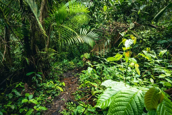 Ecuador Rainforest. Green nature hiking trail path in tropical jungle. Mindo Valley - Nambillo Cloud Forest, Ecuador, Andes. South America.