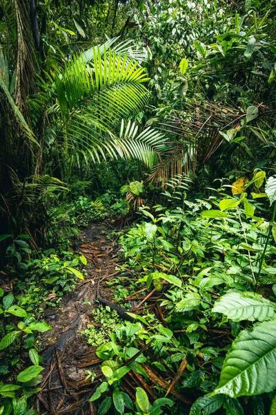 Ecuador Rainforest. Green nature hiking trail path in tropical jungle. Mindo Valley - Nambillo Cloud Forest, Ecuador, Andes. South America.