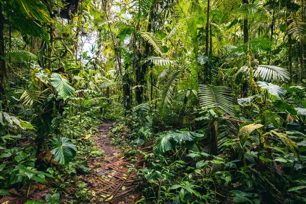 Ekvador yağmur ormanları. Tropikal ormanda yeşil doğa yürüyüş yolu. Mindo Vadisi - Nambillo Bulut Ormanı, Ekvador, And Dağları. Güney Amerika.