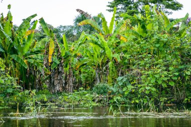 Amazon Yağmur Ormanları Nehir Kıyısı. Iquitos, Peru yakınlarındaki Amazon ormanında Yanayacu nehrinden denize açılıyoruz. Güney Amerika. 