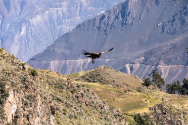 Dünyanın en büyük uçan kuşlarından biri olan And Akbabası (Vultur gryphus), Peru 'daki Colca Kanyonu' nun üzerinde dağların arka planında uçar..
