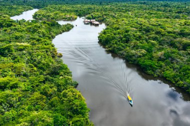 Aerial view of Amazon rainforest in Peru, South America. Green forest. Bird's-eye view. Jungle in Peru.  clipart