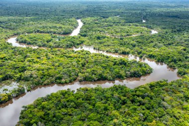 Güney Amerika, Peru 'daki Amazon yağmur ormanlarının havadan görünüşü. Yeşil orman. Kuş bakışı. Peru 'da Orman. 