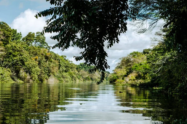 Amazon Yağmur Ormanları Nehir Kıyısı Iquitos Peru Yakınlarındaki Amazon Ormanında — Stok fotoğraf