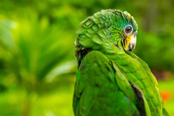 緑のオウム 緑の自然の背景に緑のアラマコーパロット屋外の美しいかわいい面白い鳥 — ストック写真