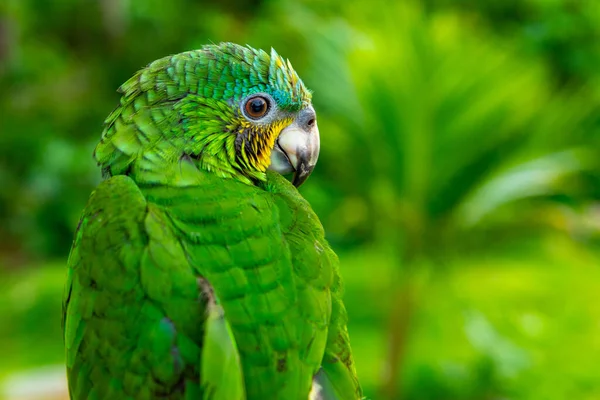 Zelený Papoušek Krásný Roztomilý Legrační Pták Zelené Ara Macaw Papoušek — Stock fotografie
