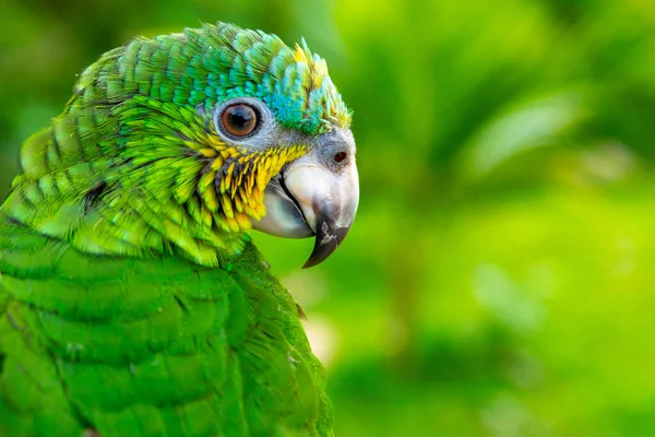 Zelený Papoušek Krásný Roztomilý Legrační Pták Zelené Ara Macaw Papoušek — Stock fotografie