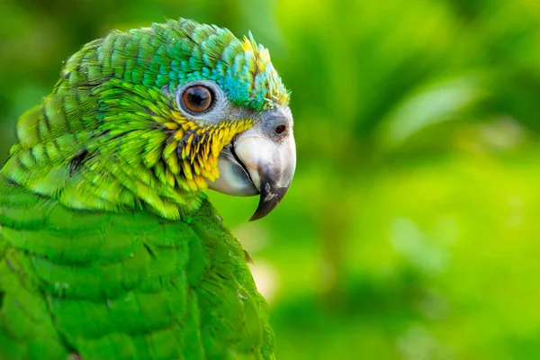 Loro Verde Hermoso Lindo Pájaro Divertido Ara Verde Loro Guacamayo — Foto de Stock