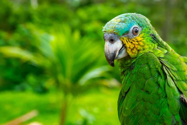 Papagaio Verde Bonito Bonito Engraçado Pássaro Verde Ara Arara Papagaio — Fotografia de Stock