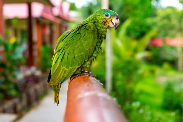Papagaio Verde Bonito Bonito Engraçado Pássaro Verde Ara Arara Papagaio — Fotografia de Stock