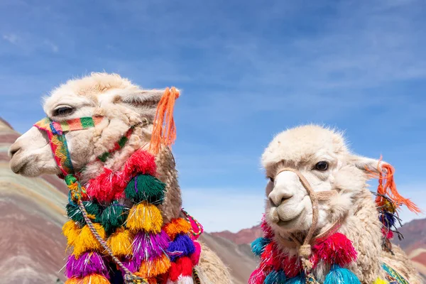 Linda Alpaca Peruana Zona Montañosa Provincia Cusco Perú —  Fotos de Stock