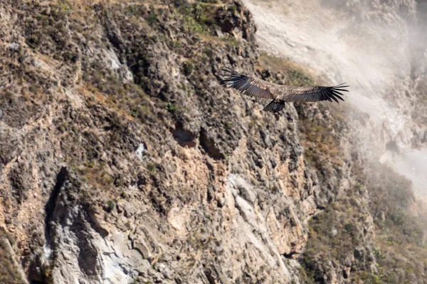 Andisk Kondor Vultur Gryphus Största Flygande Fåglar Världen Flyger Över — Stockfoto