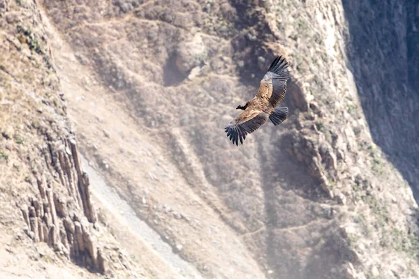 Cóndor Andino Vultur Gryphus Una Las Aves Voladoras Más Grandes —  Fotos de Stock