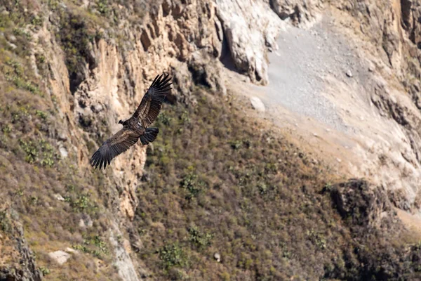 Andean Condor Vultur Gryphus Одна Крупнейших Летающих Птиц Мире Пролетающая — стоковое фото