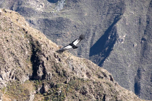 Andisk Kondor Vultur Gryphus Största Flygande Fåglar Världen Flyger Över — Stockfoto