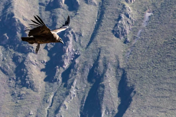 世界最大の飛行鳥の一つであるアンデス コンドル Vulthur Gryphus 山々を背景にペルーのコルカ キャニオンを飛行しています — ストック写真