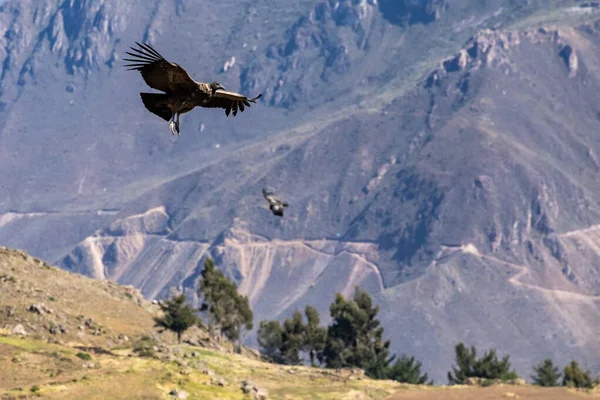 Κόνδορας Των Άνδεων Vultur Gryphus Ένα Από Μεγαλύτερα Ιπτάμενα Πτηνά — Φωτογραφία Αρχείου