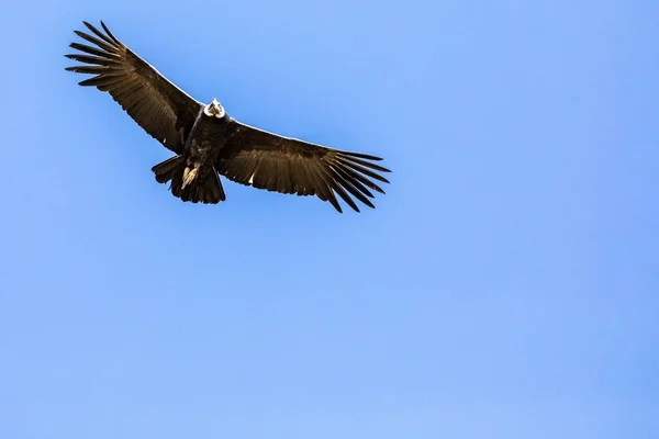 Andisk Kondor Vultur Gryphus Största Flygande Fåglar Världen Flyger Över — Stockfoto