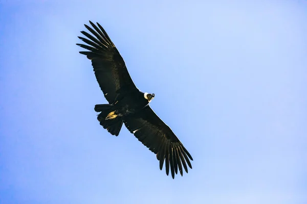 安第斯秃鹰 Vultur Gryphus 世界上最大的飞鸟之一 在秘鲁的科尔卡峡谷上空的高山背景下飞行 — 图库照片