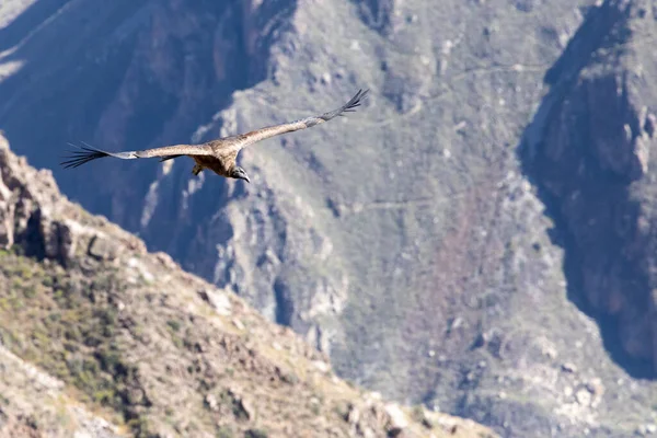 Dünyanın en büyük uçan kuşlarından biri olan And Akbabası (Vultur gryphus), Peru 'daki Colca Kanyonu' nun üzerinde dağların arka planında uçar..