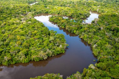 Güney Amerika, Peru 'daki Amazon yağmur ormanlarının havadan görünüşü. Yeşil orman. Kuş bakışı. Peru 'da Orman. 