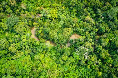 Amazon Yağmur Ormanı Hava Görüntüsü. Güney Amerika, Peru 'da Tropik Yeşil Orman. Kuş bakışı görünüm.