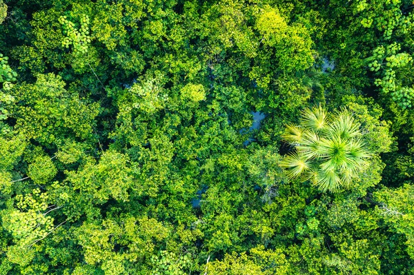 Amazon Rainforest Flygfoto Tropisk Grön Djungel Peru Sydamerika Fågelperspektiv — Stockfoto