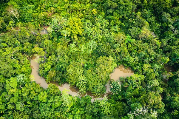 Amazon Yağmur Ormanı Hava Görüntüsü. Güney Amerika, Peru 'da Tropik Yeşil Orman. Kuş bakışı görünüm.