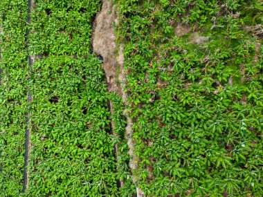 Çiftlikteki Muzların Hava Görüntüsü. Madeira, Portekiz. 