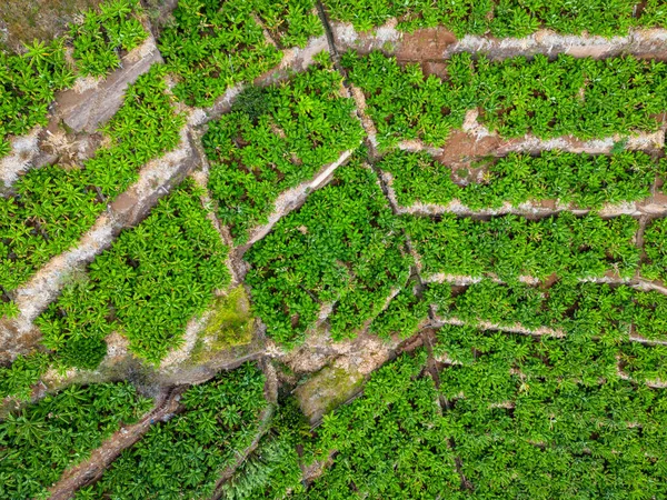 Flygfoto Över Bananerna Plantation Madeira Portugal — Stockfoto