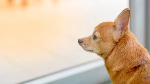 Ensam Ung Brun Chihuahua Hund Sitter Vid Fönstret — Stockfoto
