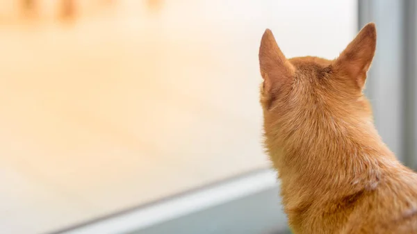 Ensam Ung Brun Chihuahua Hund Sitter Vid Fönstret — Stockfoto