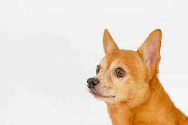 Fiatal Chihuahua Barna Kutya Elszigetelt Fehér Háttér — Stock Fotó