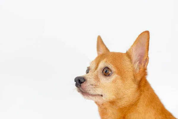 Jovem Chihuahua Cão Marrom Isolado Fundo Branco — Fotografia de Stock