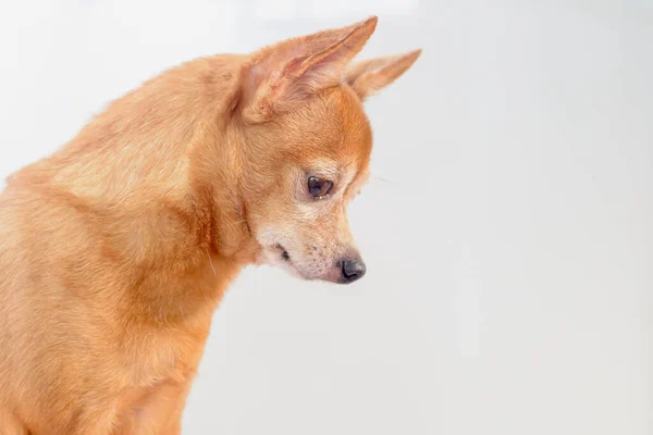 Ung Chihuahua Brun Hund Isolerad Vit Bakgrund — Stockfoto
