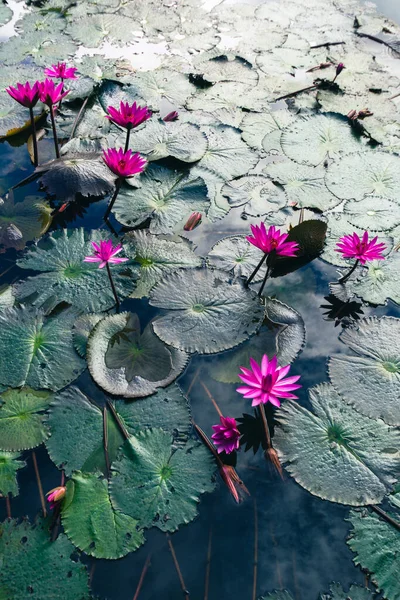 粉红色莲花盛开或池塘里的水中百合鲜花 — 图库照片