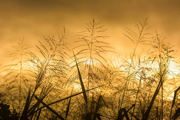 Silhueta Grama Seca Contra Pôr Sol Dourado Natureza Fundo — Fotografia de Stock