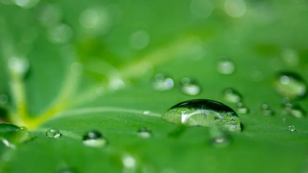 Kapky Vody Zeleném Listu Makro Pozadí Přírody — Stock fotografie